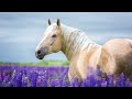 palomino horses everything you need to know