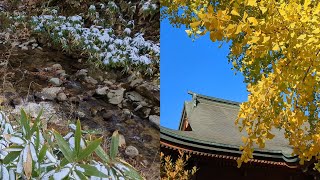 せせらぎ街道の紅葉と雪、高山市飛騨国分寺の大イチョウ　2024年11月19日