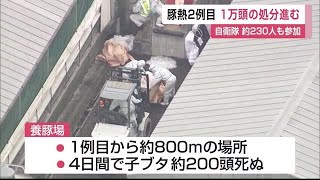 豚熱2例目の感染を確認 約1万頭の処分始まる 自衛隊に派遣要請【佐賀県唐津市】 (23/09/01 12:00)