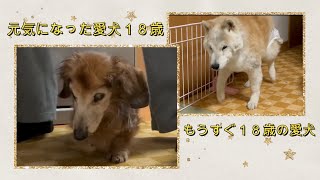 点滴ばかりの日々からご飯を食べるようになった愛犬18歳とみんなの日常の様子（ミニチュアダックス）（カニンヘンダックス）（柴犬）