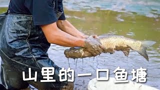 【戶外捕魚vlog】花1000包下村裏爺爺養在山裏的一口魚塘，沒想到岸邊這麼多...#三農