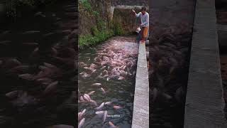 Keren!!! Bapak ini budidaya ikan nila dikolam mirip sungai #ikannila #shorts