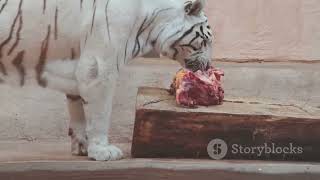 Why Does Tiger Pee Smell Like Popcorn 🐯