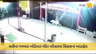 Lioness roams in Galdhara Khodiyar Mataji Temple near Gir Forest