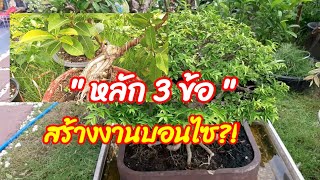 บอนไซ ; หลัก 3 ข้อสร้างงานบอนไซให้สวยงามและสมบูรณ์แบบ