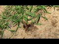 4k 🐝mud dauber sceliphron caementarium asmr