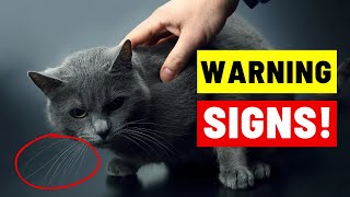 7 Signs Your CAT DOESN'T LOVE You (Even If You Think They Do)