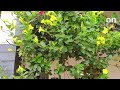 mandevilla care malayalam ecoon plants