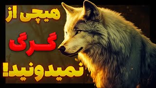 چرا گرگ ها بیشتر شبیه انسان هستند تا حیوان؟🐺🧑