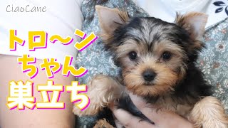 トロ～ンちゃん巣立ち【ヨークシャーテリア専門犬舎チャオカーネ】