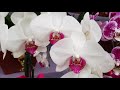 relaxing music and beautiful orchids musica relaxante e lindas orquídeas