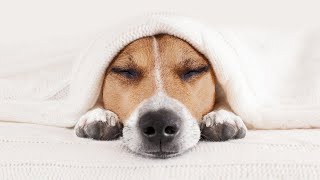 Deep Healing Music: Release Toxic Energy With These Cute Puppy Dogs