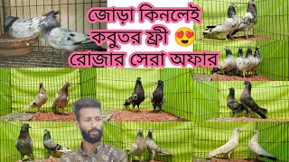 অবাক করা ফ্রী অফারে ১৫০ টাকা পিছ কবুতর কিনুন গিরিবাজ কালারিং ফেন্সিরাজশাহী গররা বুদাপেস্ট কবুতর