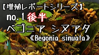 【増殖レポートシリーズ】no.1 ベゴニア シヌアタ《後半》