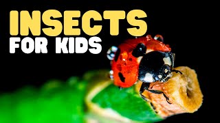 Insects for Kids | Have fun learning all about different kinds of bugs! | Parts