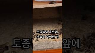 토종벌이 문앞에 수북히 죽어있다!(초보자분들 겨울철 토종벌 관리 꿀팁)