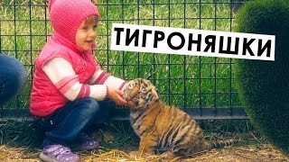 Тайган: МИ-МИ-львята и тигрята в парке львов Тайган