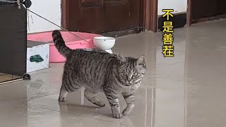 比狸花猫还厉害的只有被栓起来的狸花猫#萌宠出道计划 #喵星人