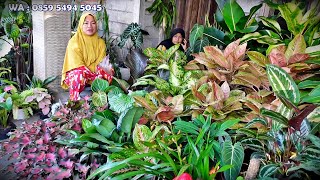 Stok Baru Disini Tetep Seger2 Gede2 Cantik2 Mumer2