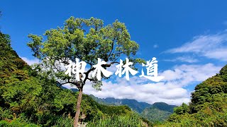 CRF150 NO.947越野紀錄~~神木林道 |神阿古道 |伐木區