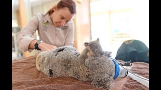 【感動】交通事故で生死の境をさまよう母を支え続けた 赤ちゃんコアラ【心温まる話】