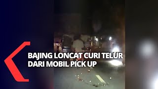 Viral! Bajing Loncat Curi Telur dari Mobil Pikap