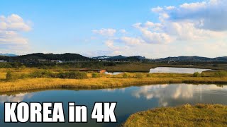 【4K HDR】A peaceful walk in Sorae Wetland Park near Seoul. Online trip to Korea. ASMR.