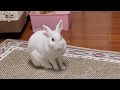 さくちゃんの寝支度🐇