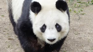 雪の降りかたが激しくなってきた🐼 タンタン、食事待ち🐼 #王子動物園