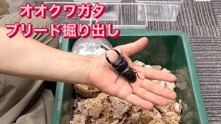 能勢YGオオクワガタ掘り出し