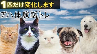 【猫アハ体験】脳トレ｜認知症予防｜可愛いわんにゃん｜犬と猫♡｜１匹が変化！｜無料で楽しいクイズ｜集中力と観察力0906