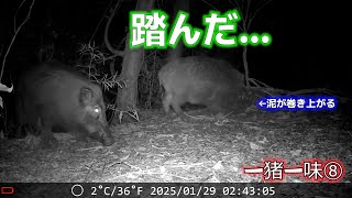 デカ猪がやっと足ワナを踏んでくれました。集魚剤はききますね。