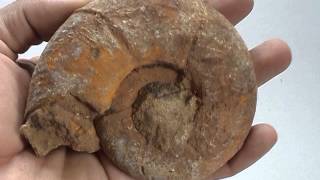 ฟอสซิลหอย Ammonite Eotetragonites rossmatteliformis - จากIndonesia #AM005