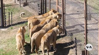 South Africa prepares to end captive-bred lion hunting | VOANews