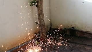 කිණිහිරියා මල් l Sparks