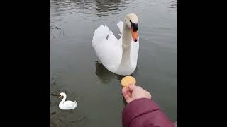 Peace with Nature Sounds - Swan 🦢♥️