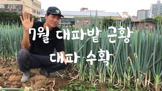 4월에 심었던 대파 수확이 시작됐습니다