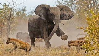 ONA BALAA LA TEMBO KWA FISI NA FARU ALIWABATUA ELEPHANT VS HYENAS VS RHINO KING ELEPHANT IS DOMINANT