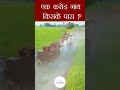 किसके घर जाएंगी यह कामधेनु गायें cow sale sahiwal cows kamdhenu gaushala kgsg farming cow