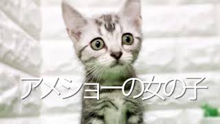 アメリカンショートヘアの子猫　（平野瓜破）