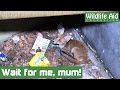 Fox cub stuck down a hole reunited with mum