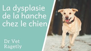 La dysplasie de la hanche chez le chien