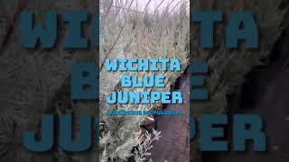 Wichita Blue Juniper