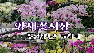 양재화훼단지 내 봄을 알리는 화사한 동양난코너 소개합니다~!Flowers.plants