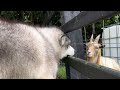 Husky Reacts To Pygmy Goat And He's Not Happy!