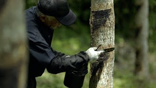 The Sap of Life: Harvesting Lacquer for Japan’s Top Artisan | Nippon.com: Japan in Video