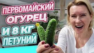 2 МАЯ | РАННИЕ ОГУРЦЫ УРА ПОЛУЧИЛОСЬ! | ПЕТУНИИ ЕХАЛИ 800 км