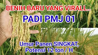 Benih Padi Galur PMJ 01