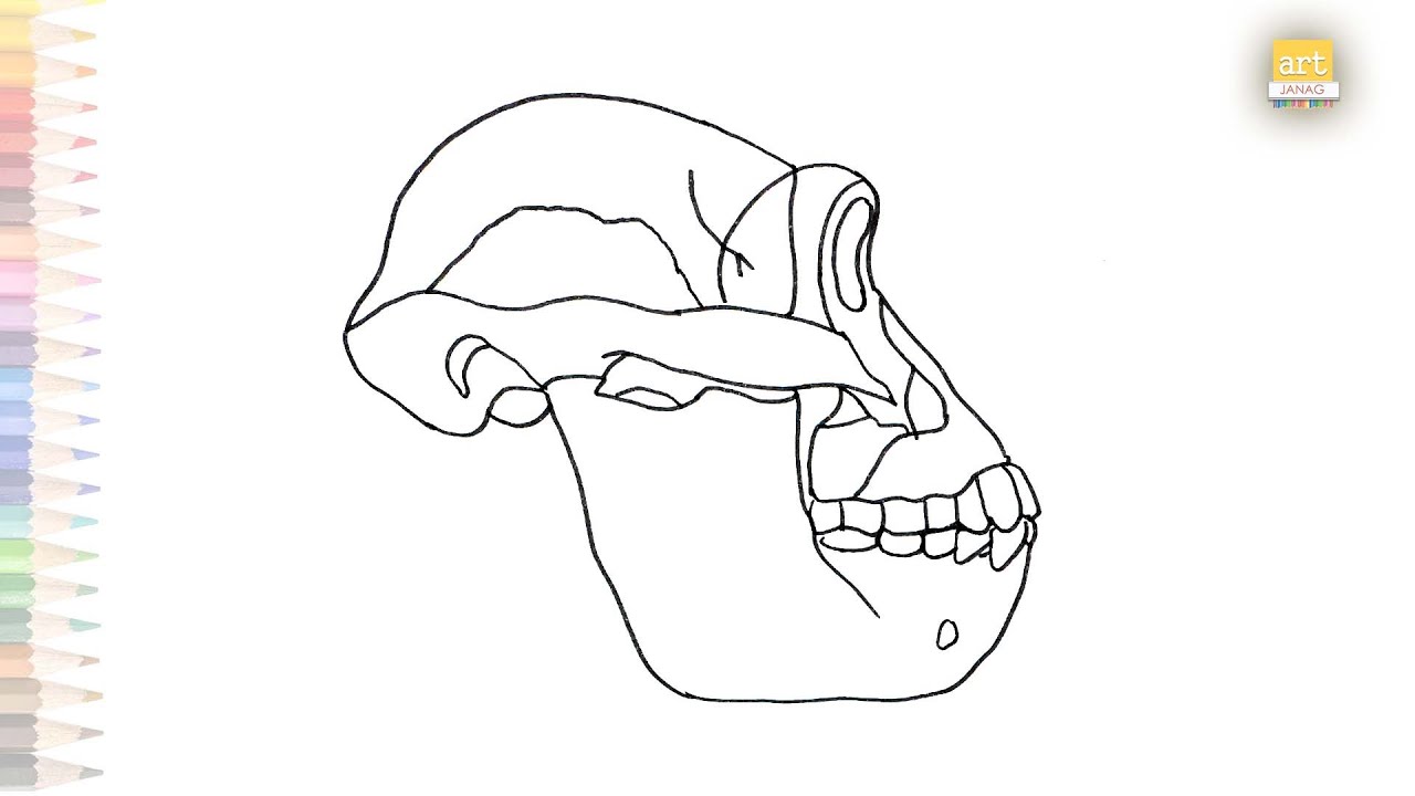 Australopithecus Afarensis Skull Drawing