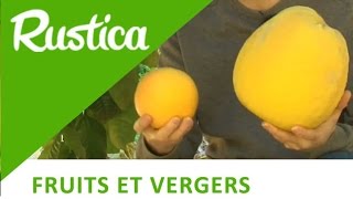 Comment reconnaitre pamplemousse et pomelo